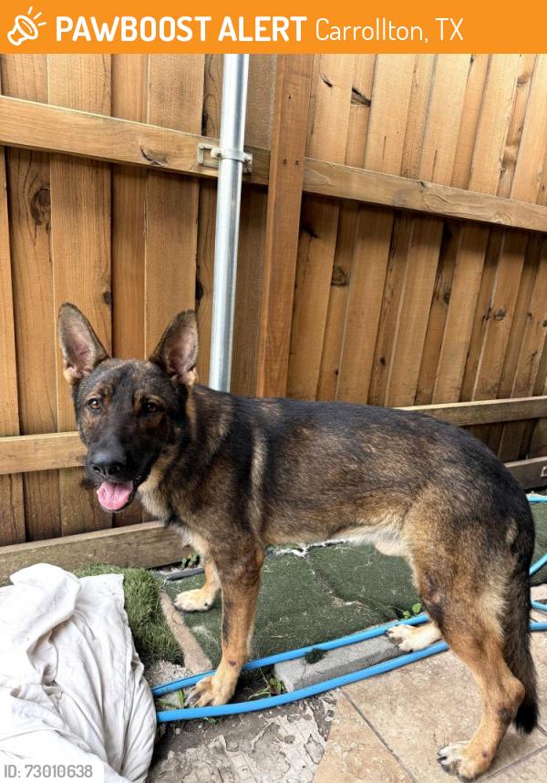 Found/Stray Male Dog last seen Frankford and Silverthorne, Carrollton, TX 75007