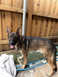 Found/Stray Male Dog last seen Frankford and Silverthorne, Carrollton, TX 75007