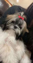 Reunited Female Dog last seen Joe rd headed towards CR 89, Pearland, TX 77584