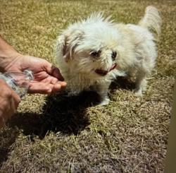 Found/Stray Female Dog last seen BarberMill and Jack Road in the middle of road, Clayton, NC 27520