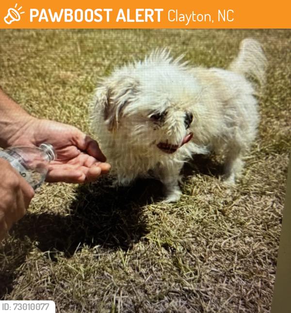 Found/Stray Female Dog last seen BarberMill and Jack Road in the middle of road, Clayton, NC 27520
