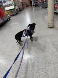 Found/Stray Female Dog last seen Near Absolute Recomp Fort Worth, Fort Worth, TX 76107