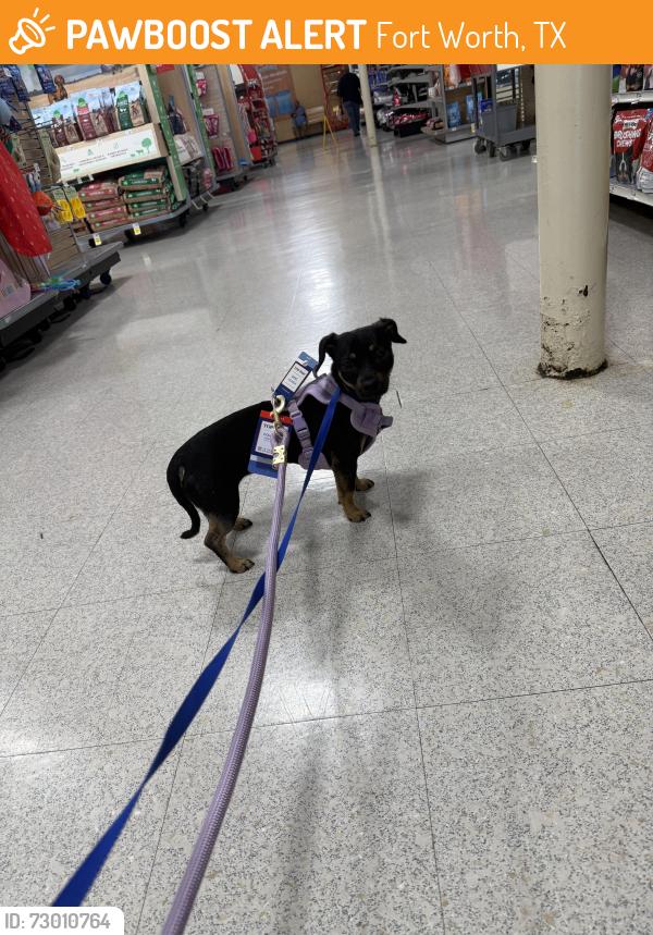 Found/Stray Female Dog last seen Near Absolute Recomp Fort Worth, Fort Worth, TX 76107