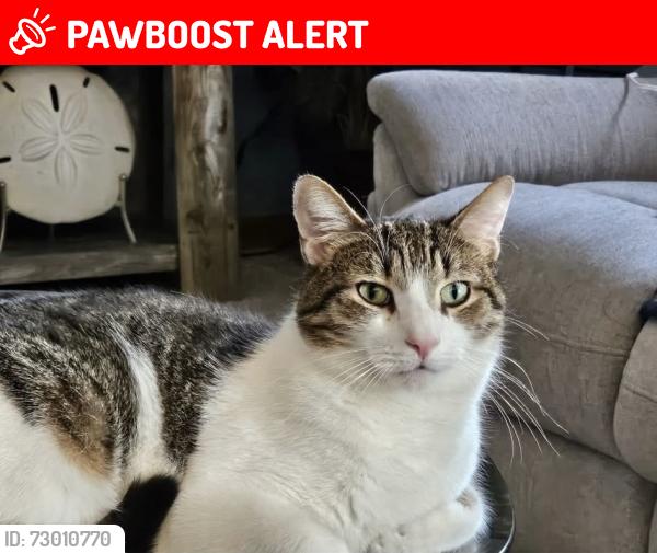 Lost Male Cat last seen Windover Drive, Oakdale PA 15071, North Fayette Township, PA 15071