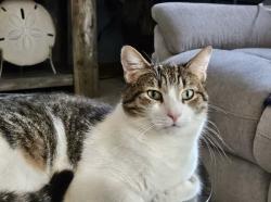 Lost Male Cat last seen Windover Drive, Oakdale PA 15071, North Fayette Township, PA 15071