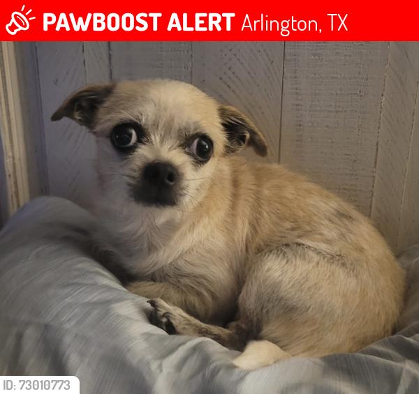 Lost Female Dog last seen New York Ave & Guinevere St., Arlington, TX 76014