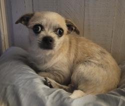 Lost Female Dog last seen New York Ave & Guinevere St., Arlington, TX 76014