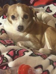 Lost Female Dog last seen School street , Mount Airy, NC 27030