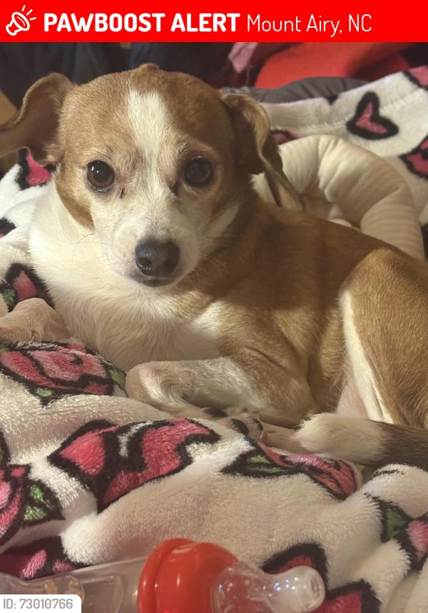 Lost Female Dog last seen School street , Mount Airy, NC 27030