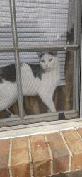 Reunited Female Cat last seen Stratford Arms Apts , Riverdale, GA 30274