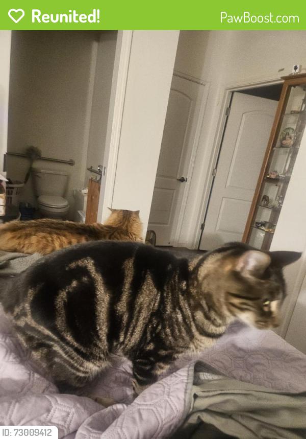 Reunited Male Cat last seen Myrtle, Visalia, CA 93277