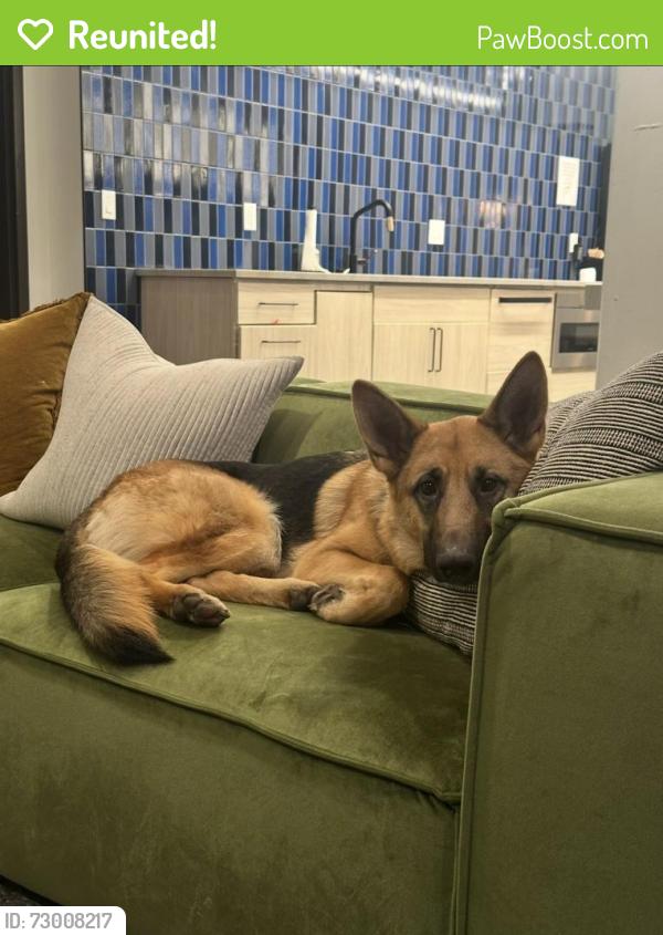 Reunited Female Dog last seen Kingsgate park, Kirkland, WA 98034