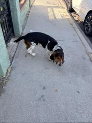 Found/Stray Male Dog last seen Bloomfield and Alondra Blvd, Norwalk, CA 90650