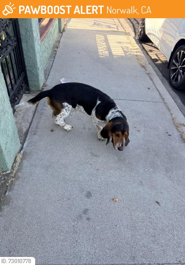 Found/Stray Male Dog last seen Bloomfield and Alondra Blvd, Norwalk, CA 90650