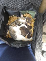Found/Stray Female Cat last seen 3rd Avenue and 5th street Taft Fl, Orlando, FL 32824