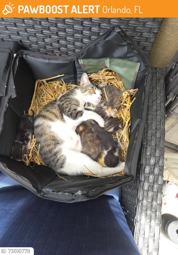 Found/Stray Female Cat last seen 3rd Avenue and 5th street Taft Fl, Orlando, FL 32824