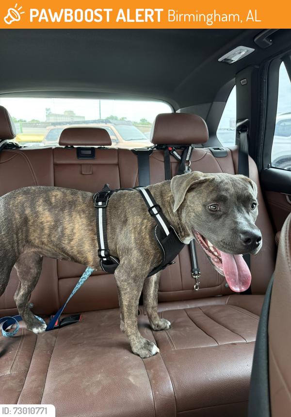 Found/Stray Female Dog last seen Clairmont Alley at 30th street south, Birmingham, AL 35280