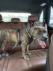 Found/Stray Female Dog last seen Clairmont Alley at 30th street south, Birmingham, AL 35280