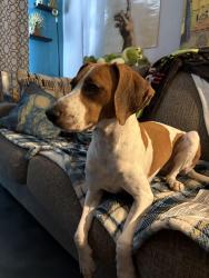Found/Stray Female Dog last seen Ackerman and Cecelia, New Port Richey, FL 34653