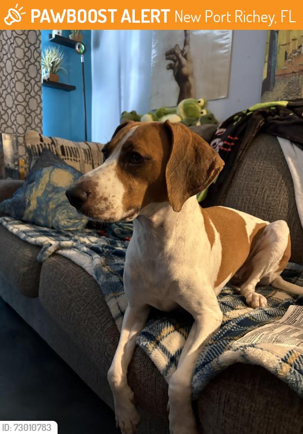 Found/Stray Female Dog last seen Ackerman and Cecelia, New Port Richey, FL 34653