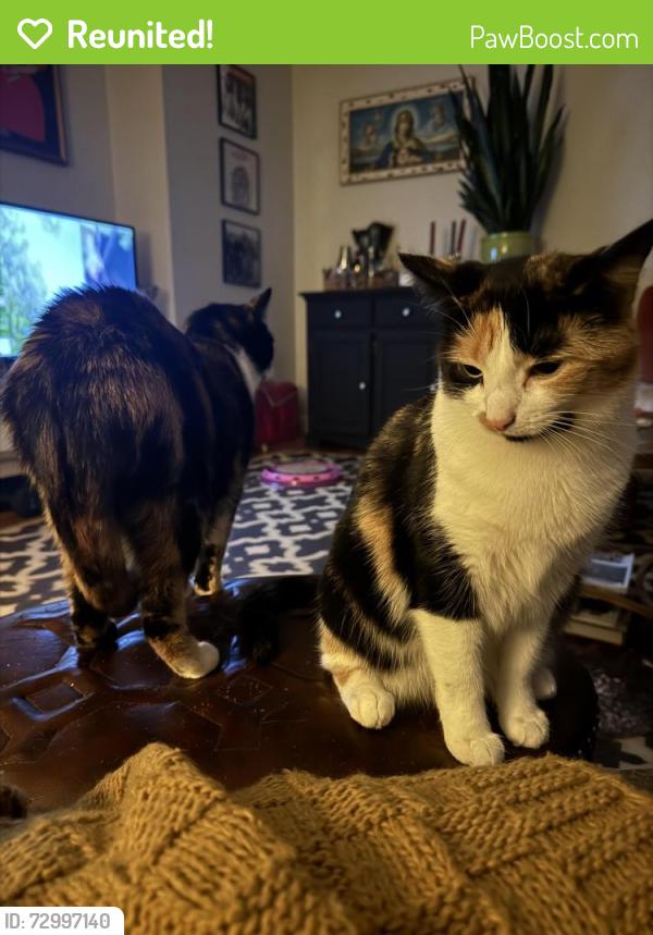 Reunited Female Cat last seen Near hawkes, Marblehead, MA 01945