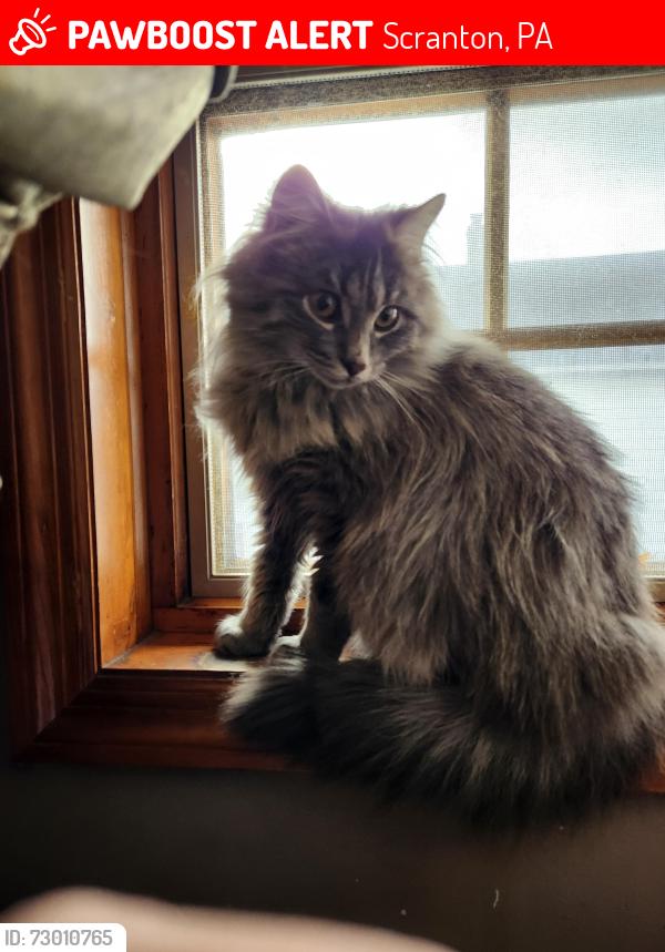 Lost Female Cat last seen North Main Avenue by the Main Avenue Expressway , Scranton, PA 18508
