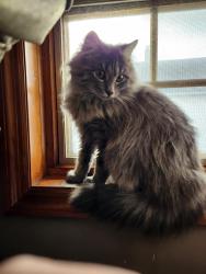 Lost Female Cat last seen North Main Avenue by the Main Avenue Expressway , Scranton, PA 18508