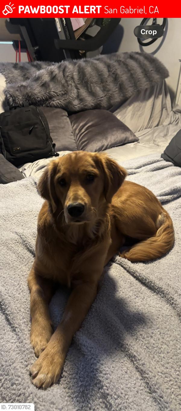 Lost Female Dog last seen Ramona st and New, chestnut ave , San Gabriel, CA 91776