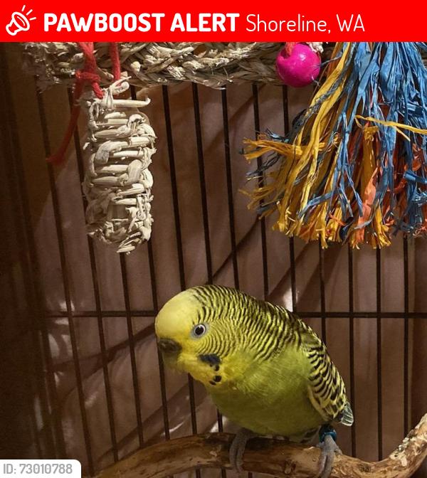 Lost Male Bird last seen Twin Ponds, Shoreline, WA 98133