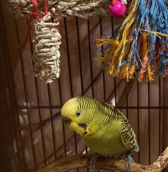 Lost Male Bird last seen Twin Ponds, Shoreline, WA 98133