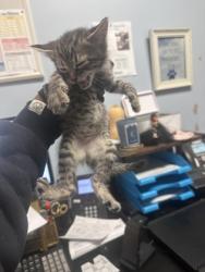Shelter Stray Female Cat last seen Near N Indian Creek Dr Clarkston, GA, 30021, 30021, GA, 3280 Chamblee Dunwoody Rd, Chamblee, GA 30341, USA