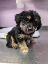 Shelter Stray Female Dog last seen Near McCombs St, CITY of El Paso, TX, 5001 Fred Wilson Ave, El Paso, TX 79906, USA