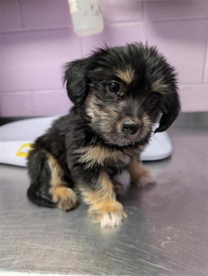 Shelter Stray Female Dog last seen Near McCombs St, CITY of El Paso, TX, 5001 Fred Wilson Ave, El Paso, TX 79906, USA