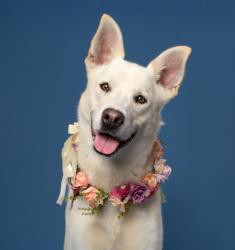 Shelter Stray Female Dog last seen Arno rd, Atlanta, GA, 1251 Fulton Industrial Blvd NW, Atlanta, GA 30336, USA