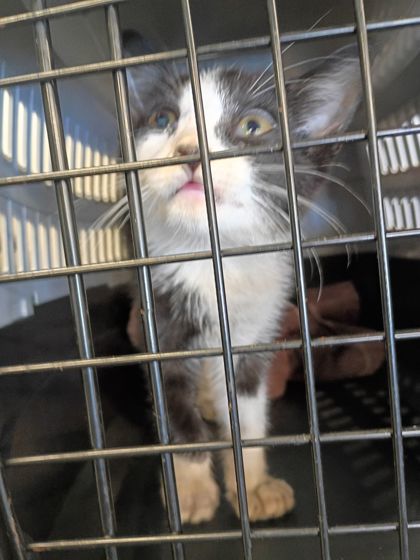 Shelter Stray Male Cat last seen Near Roswell Road, Roswell, GA, 1251 Fulton Industrial Blvd NW, Atlanta, GA 30336, USA