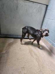 Shelter Stray Female Dog last seen 73rd and macarthur, Oakland, CA, 1101 29th Ave, Oakland, CA 94601, USA