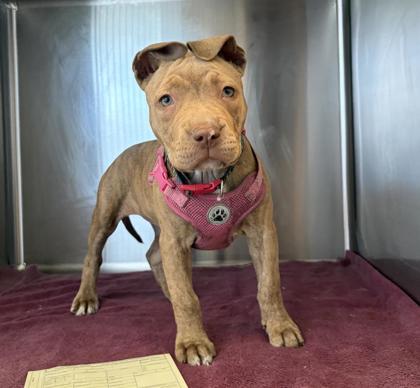 Shelter Stray Female Dog last seen 69th Ave near Octopharma (Bancraft), Oakland, CA, 1101 29th Ave, Oakland, CA 94601, USA