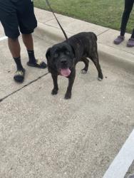Shelter Stray Female Dog last seen Hampton/Beltline, Desoto, TX, 1150 E Pleasant Run Rd, Cedar Hill, TX 75104, USA