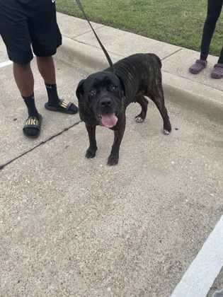Shelter Stray Female Dog last seen Hampton/Beltline, Desoto, TX, 1150 E Pleasant Run Rd, Cedar Hill, TX 75104, USA