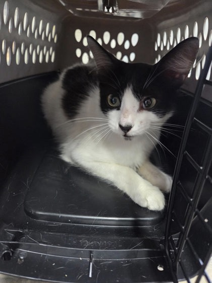 Shelter Stray Female Cat last seen Oats rd, Madison County, FL, 2060 NE Rocky Ford Rd, Pinetta, FL 32350, USA