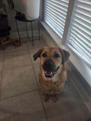 Lost Female Dog last seen HWY74, Geismar, LA 70734