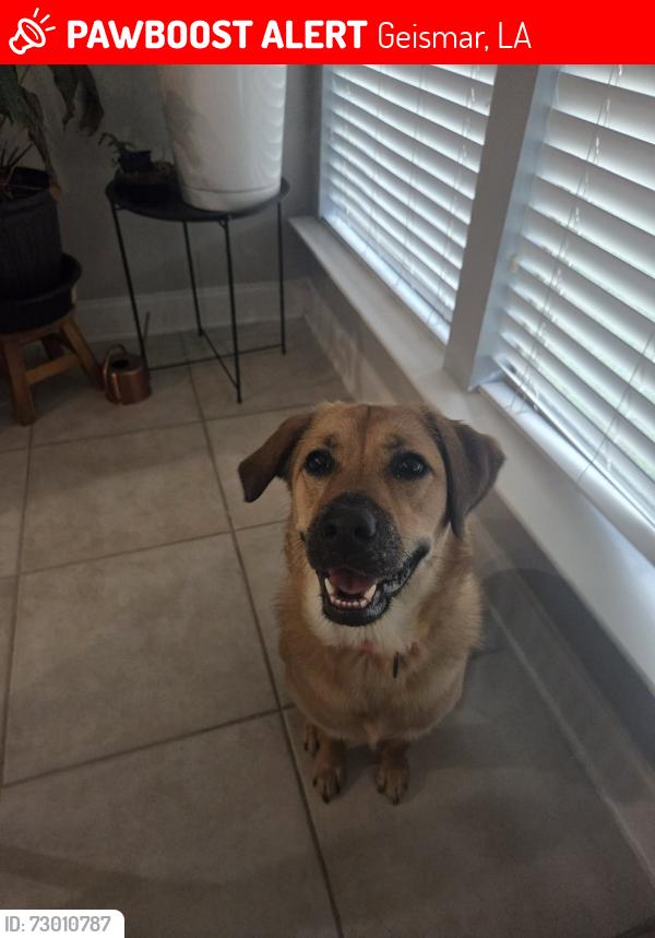 Lost Female Dog last seen HWY74, Geismar, LA 70734