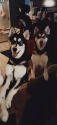 Lost Female Dog last seen Trenton, 2nd st , McAllen, TX 78501