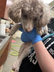 Shelter Stray Female Dog last seen Station Rd, West Chester Twp, OH, 1820 Princeton Rd, Hamilton, OH 45011, USA