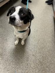 Shelter Stray Female Dog last seen dream center on 9th, Middletown, OH, 1820 Princeton Rd, Hamilton, OH 45011, USA