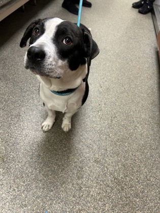 Shelter Stray Female Dog last seen dream center on 9th, Middletown, OH, 1820 Princeton Rd, Hamilton, OH 45011, USA