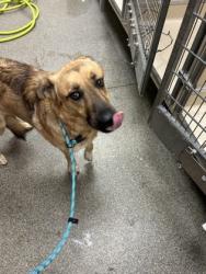 Shelter Stray Female Dog last seen Tylersville rd, Hamilton, OH, 1820 Princeton Rd, Hamilton, OH 45011, USA