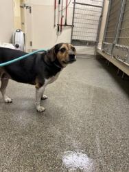 Shelter Stray Female Dog last seen dollar tree//central, Middletown, OH, 1820 Princeton Rd, Hamilton, OH 45011, USA