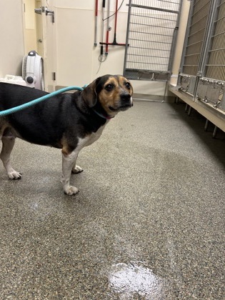 Shelter Stray Female Dog last seen dollar tree//central, Middletown, OH, 1820 Princeton Rd, Hamilton, OH 45011, USA