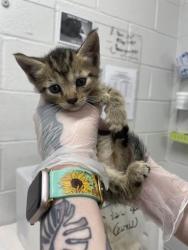 Shelter Stray Male Cat last seen Near Dundalk Ave, 21224, MD, 301 Stockholm St, Baltimore, MD 21230, USA